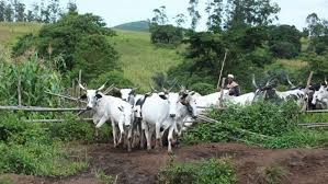 Violence Escalates Between Farmers and Fulani Herders in Taraba.
